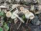 Büdös őzlábgomba (Lepiota cristata), Kisoroszi